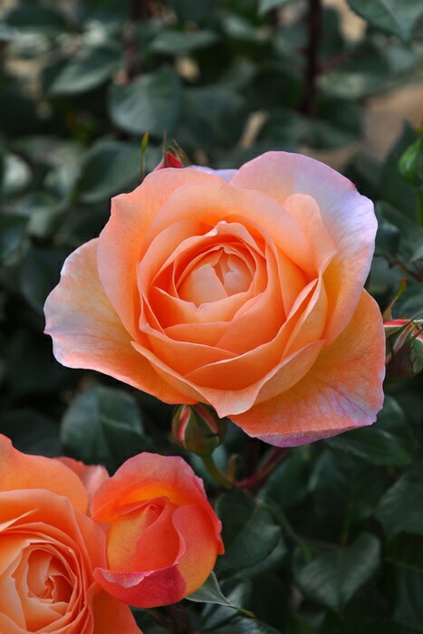 ġۥХ ӥ  6ȭʡӿ建 ʼϿдϡJ-RP