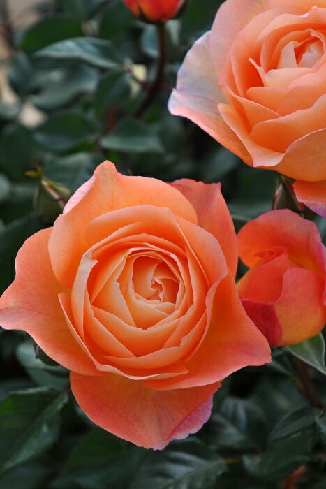 ġۥХ ӥ  6ȭʡӿ建 ʼϿдϡJ-RP