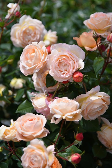 ġۥХ ӥ  6ȭʡӿ建 ʼϿдϡJ-RP