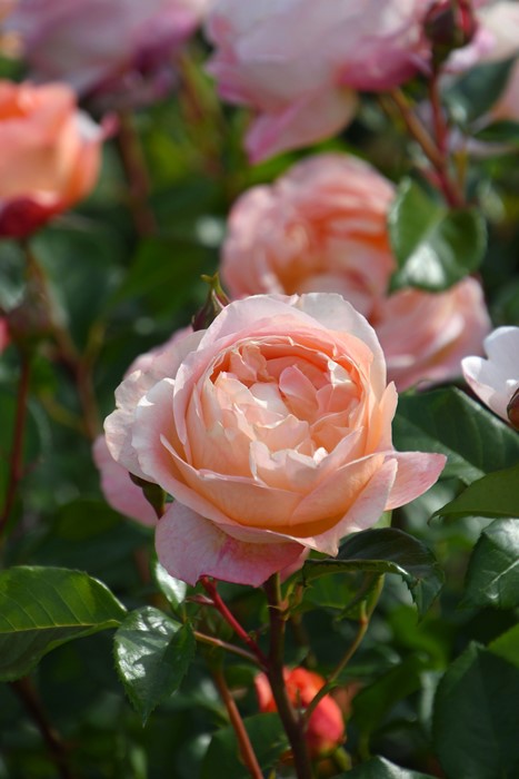 ġۥХ ӥ  6ȭʡӿ建 ʼϿдϡJ-RP