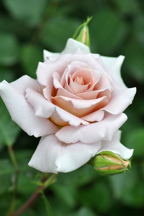 �����ġۥХ��� �������ɥ饸�� ���� 6��ȭ�����ʡη����ʼ�ϡ�Kb-KBO��