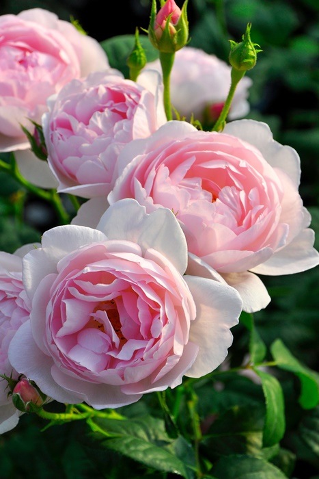 ���ߵ����ġۥХ��� ���ץ����ɥ����� ͢���� 7��ȭ�����ʡ����ӿ建�� ��Ͽ�ʼ�ϡ�ER-Y��