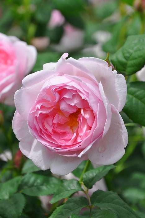 ���ߵ����ġۥХ��� ���ץ����ɥ����� ͢���� 7��ȭ�����ʡ����ӿ建�� ��Ͽ�ʼ�ϡ�ER-Y��