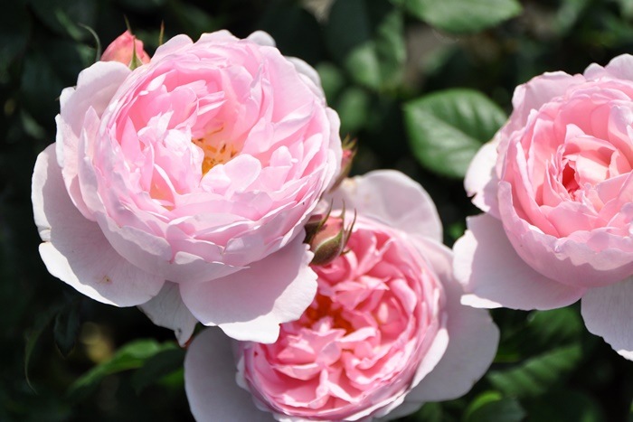 ���ߵ����ġۥХ��� ���ץ����ɥ����� ͢���� 7��ȭ�����ʡ����ӿ建�� ��Ͽ�ʼ�ϡ�ER-Y��