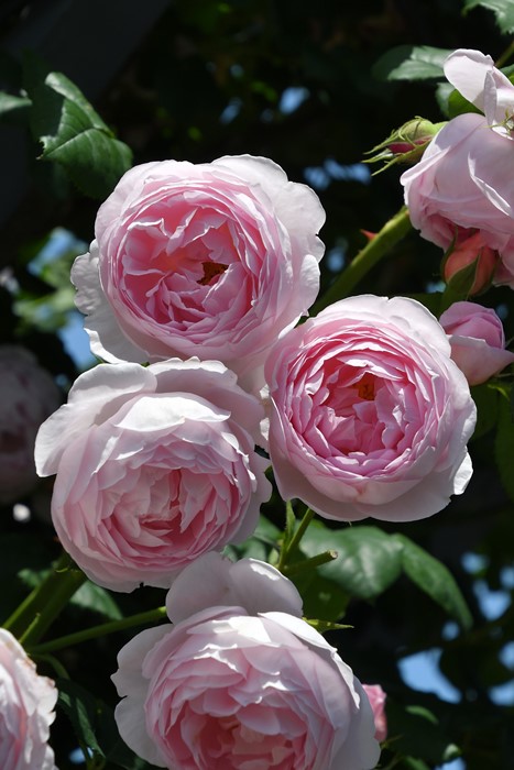 ���ߵ����ġۥХ��� ���ץ����ɥ����� ͢���� 7��ȭ�����ʡ����ӿ建�� ��Ͽ�ʼ�ϡ�ER-Y��