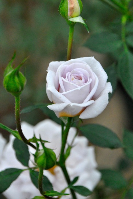 �����ġۥХ��� ���ե����� ���� 6��ȭ�����ʡ�J-MIN20��