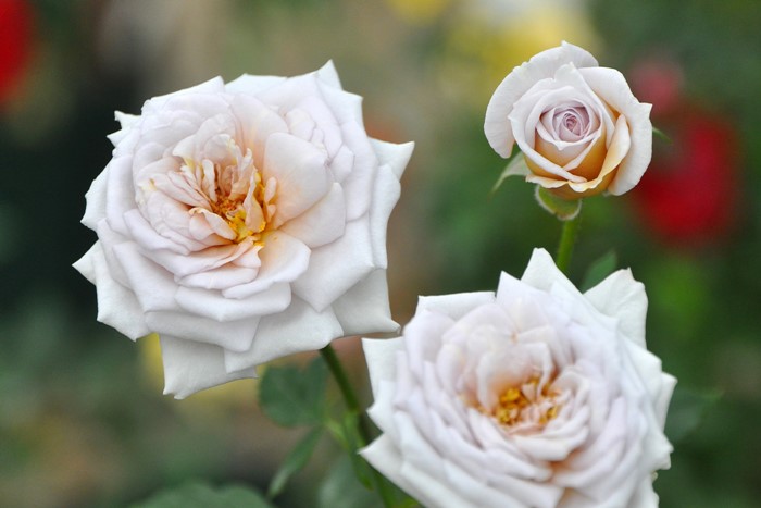 大苗 バラ苗 カフェオレ Min茶紫 国産苗 6号鉢植え品 J Min 0405追加 すべての商品 バラの家 公式本店 ロサオリエンティス