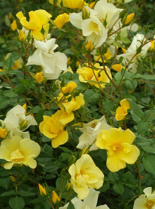 ġۥХ å  6ȭʡӿ建 ϿʼϡIR-IRO3