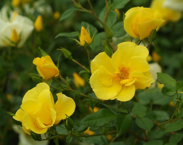 ġۥХ å  6ȭʡӿ建 ϿʼϡIR-IRO3