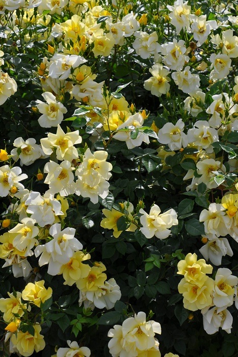 ġۥХ å  6ȭʡӿ建 ϿʼϡIR-IRO3