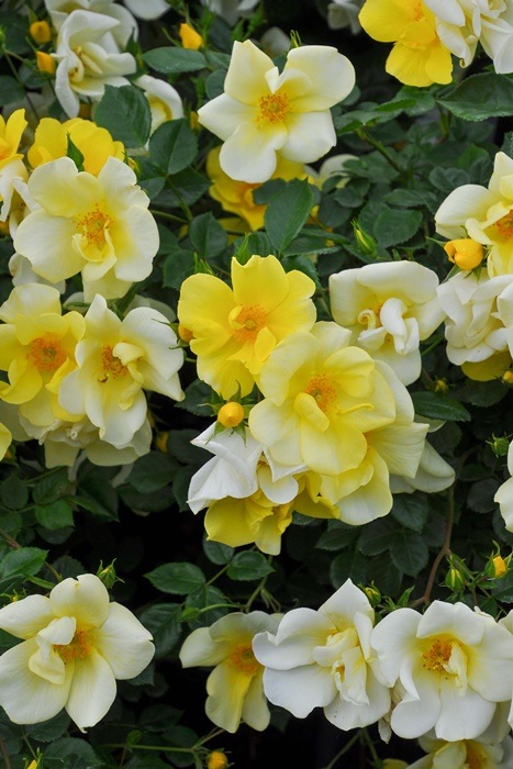 ġۥХ å  6ȭʡӿ建 ϿʼϡIR-IRO3