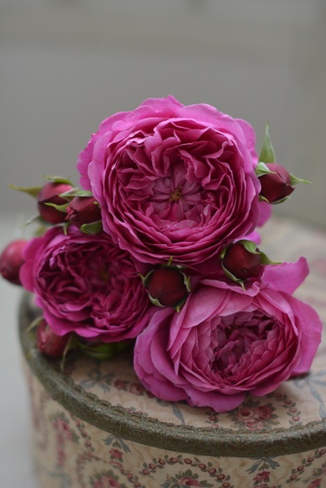 �Х��ġ����ġۥ���ȥʡ����� ���� 6��ȭ�����ʡ����ӿ建�� ��Ͽ�ʼ�ϡ�Kb-RM��