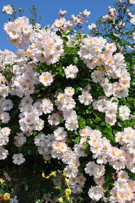 ���ߵ����ġۥХ��� ���餷��ڲ������ۥ��饷�� ���� 6��ȭ�����ʡη����ʼ�ϡ�OM-ZEN�ա�0109�����