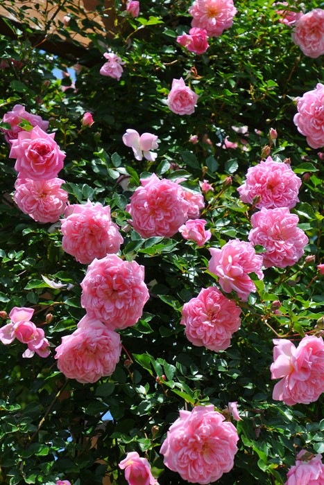 ��Ĺ���ġۡ����ġۥХ��� �ե�󥽥������ӥ� ���� 6��ȭ�����ʡ�J-OC15��