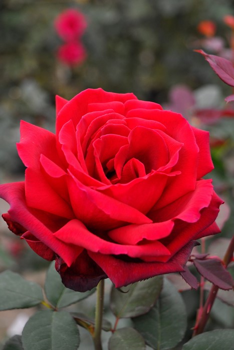 �����ġۥХ��� �ɥեȥĥ����С�84�ڥ�����륦���ꥢ��� ���� 6��ȭ�����ʡ�J-HT20��