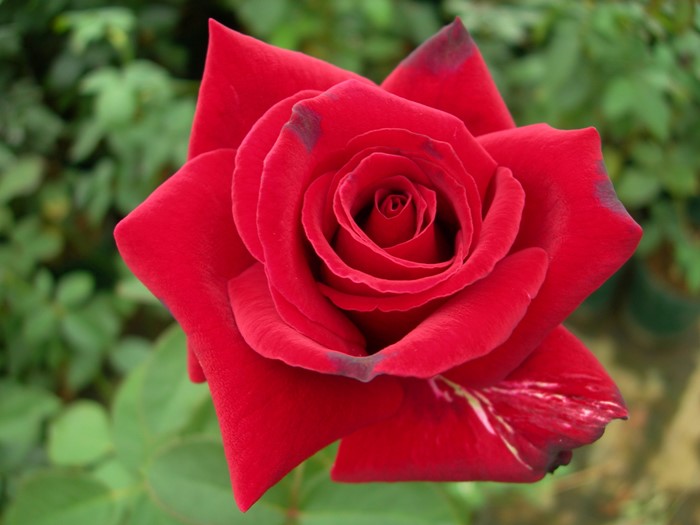 �����ġۥХ��� �ɥեȥĥ����С�84�ڥ�����륦���ꥢ��� ���� 6��ȭ�����ʡ�J-HT20��