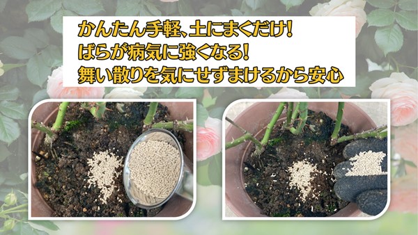 ��γ�����סۥޥ������� �٥˥�BT����γ�� 500g�� ���ڥ��åȤ�Ʊ���Ģ�(2�Ĥޤ�) ZIK-10000