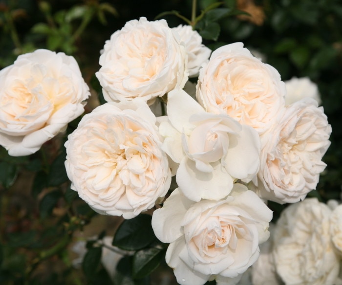 �Х��ġ����ġۥ��ޡ����꡼�� ���� 6��ȭ�����ʡ����ӿ建�� ��Ͽ�ʼ�ϡ�IR-IRO3��