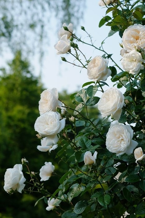 �Х��ġ����ġۥ��ޡ����꡼�� ���� 6��ȭ�����ʡ����ӿ建�� ��Ͽ�ʼ�ϡ�IR-IRO3��