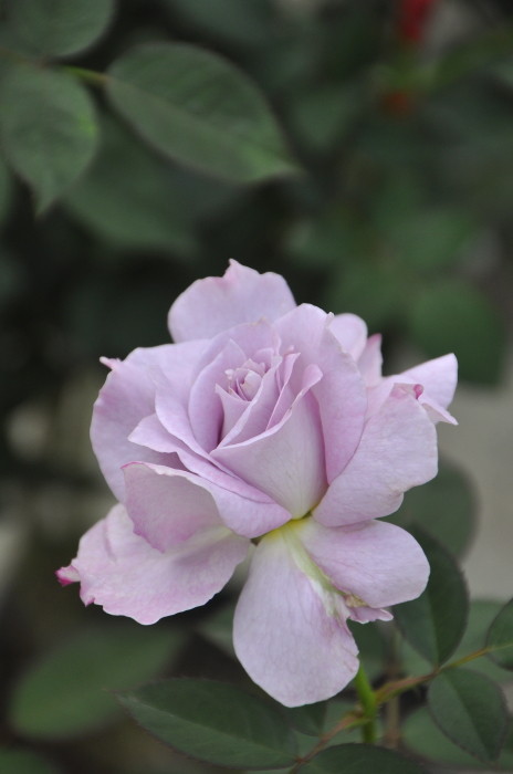 ڥ若ۡġۥХ 夦ή  6ȭʡӿ建 ϿʼϡKb-KBO ָ