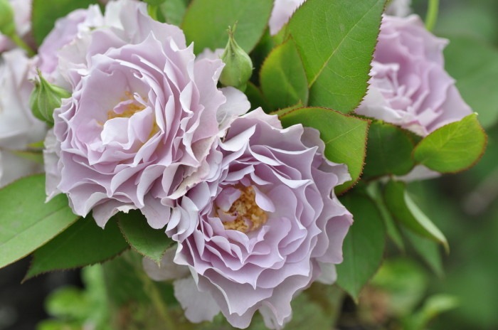 ڥ若ۡġۥХ 夦ή  6ȭʡӿ建 ϿʼϡKb-KBO ָ