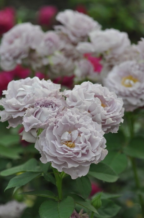 ڥ若ۡġۥХ 夦ή  6ȭʡӿ建 ϿʼϡKb-KBO ָ