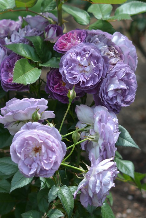 Хġġۥʥ  6ȭʡӿ建 ʼϿдϡKb-KBO