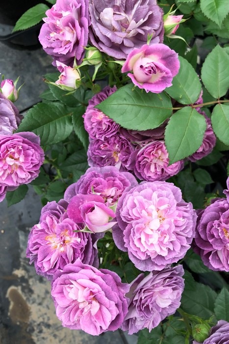 Хġġۥʥ  6ȭʡӿ建 ʼϿдϡKb-KBO