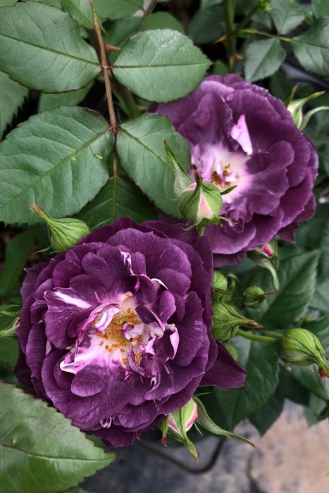 Хġġۥʥ  6ȭʡӿ建 ʼϿдϡKb-KBO