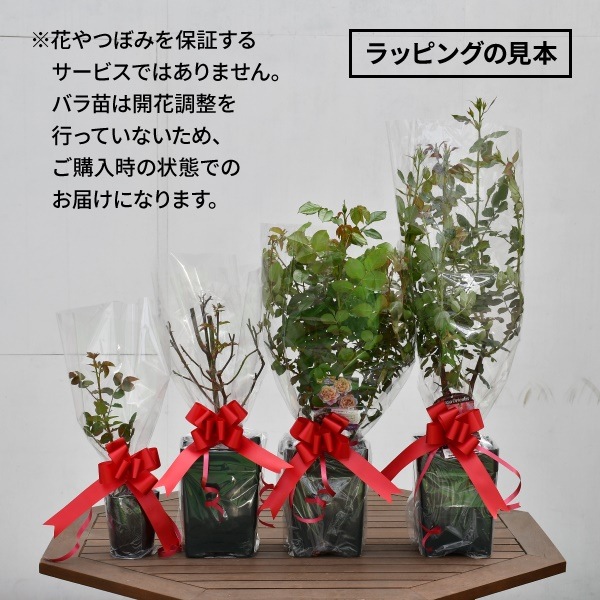 ��ͭ���ۥ�åԥ� �Х����� ZIK-10000