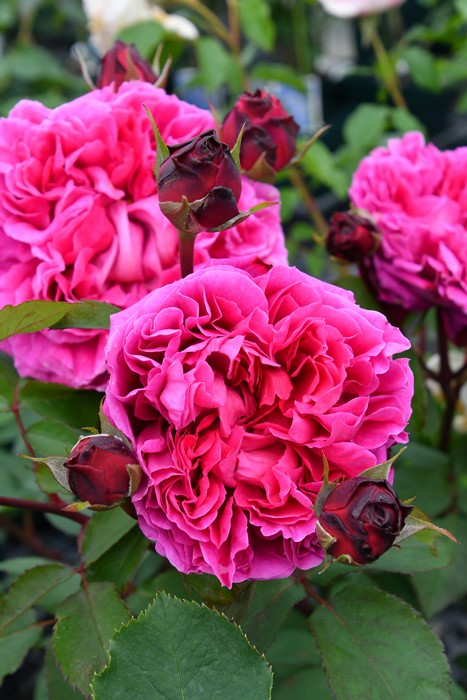 ġۥХ åɥɥ  6ȭʡηʼϡJB-HR