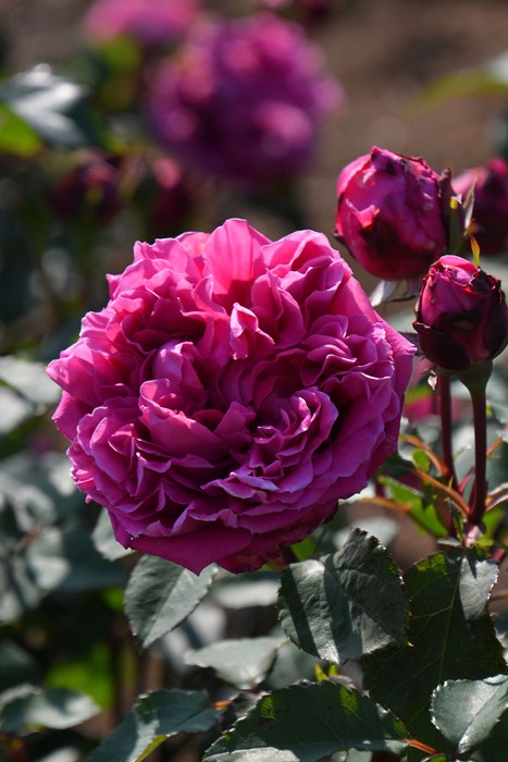 ġۥХ åɥɥ  6ȭʡηʼϡJB-HR