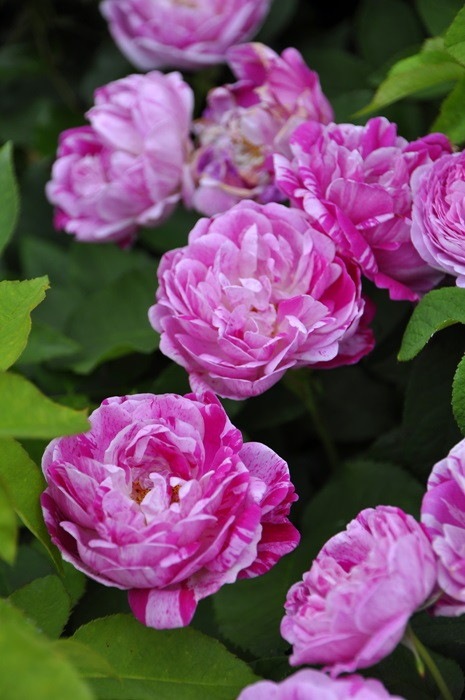 ġۥХ Υ꡼̥ɥ֥Х  6ȭʡJ-OC20