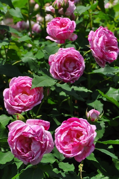 ġۥХ Υ꡼̥ɥ֥Х  6ȭʡJ-OC20