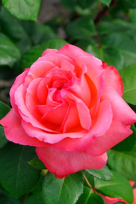 �Х��ġ����ġۥԥ󥯥ѥ󥵡� ���� 6��ȭ�����ʡ�J-HT20��