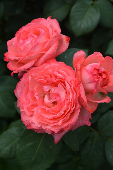 �Х��ġ����ġۥԥ󥯥ѥ󥵡� ���� 6��ȭ�����ʡ�J-HT20��