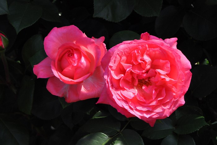 �Х��ġ����ġۥԥ󥯥ѥ󥵡� ���� 6��ȭ�����ʡ�J-HT20��