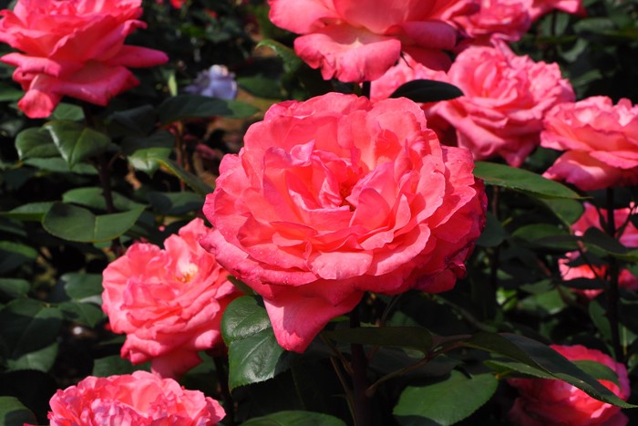 �Х��ġ����ġۥԥ󥯥ѥ󥵡� ���� 6��ȭ�����ʡ�J-HT20��