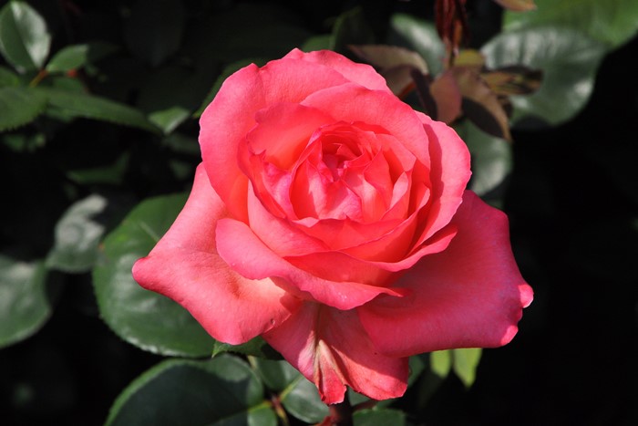 �Х��ġ����ġۥԥ󥯥ѥ󥵡� ���� 6��ȭ�����ʡ�J-HT20��