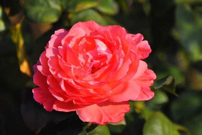 �Х��ġ����ġۥԥ󥯥ѥ󥵡� ���� 6��ȭ�����ʡ�J-HT20��