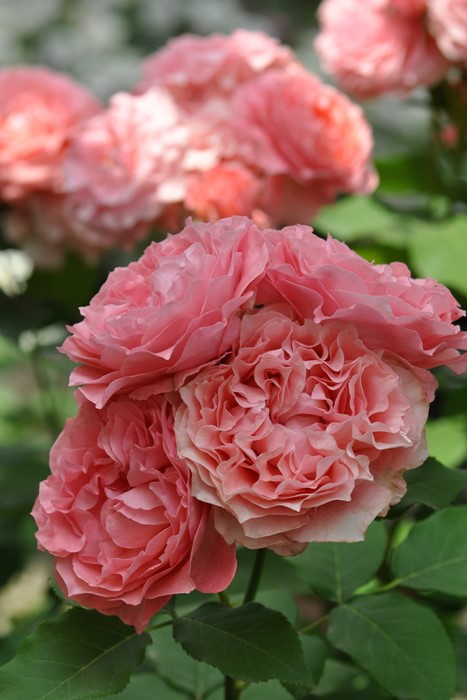 ġۥХ 顼楸  6ȭʡӿ建 ϿʼϡKb-KBO