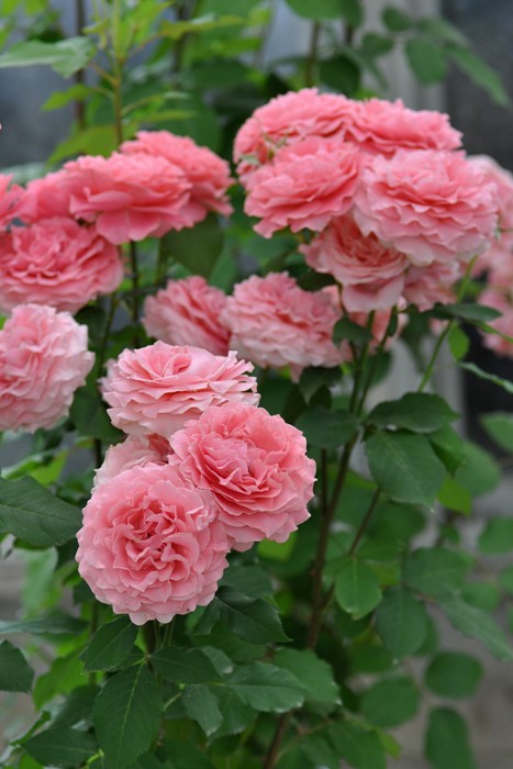 ġۥХ 顼楸  6ȭʡӿ建 ϿʼϡKb-KBO