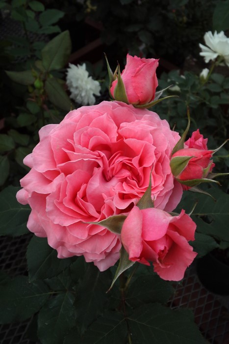 ġۥХ 顼楸  6ȭʡӿ建 ϿʼϡKb-KBO