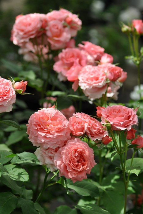 ġۥХ 顼楸  6ȭʡӿ建 ϿʼϡKb-KBO