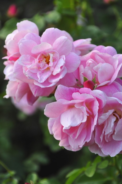 �Х��ġ����ġۥ����꡼���ꥨ���� ���� 6��ȭ�����ʡ����ӿ建�� ��Ͽ�ʼ�ϡ�IR-IRO4��