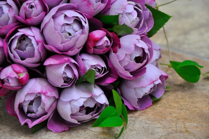 �����ġۥХ��� �֥�ɥ��ѥ�ե��� ���� 6��ȭ�����ʡη����ʼ�ϡ�OS-OS2��