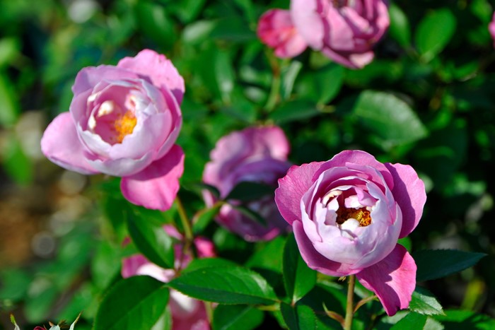 �����ġۥХ��� �֥�ɥ��ѥ�ե��� ���� 6��ȭ�����ʡη����ʼ�ϡ�OS-OS2��