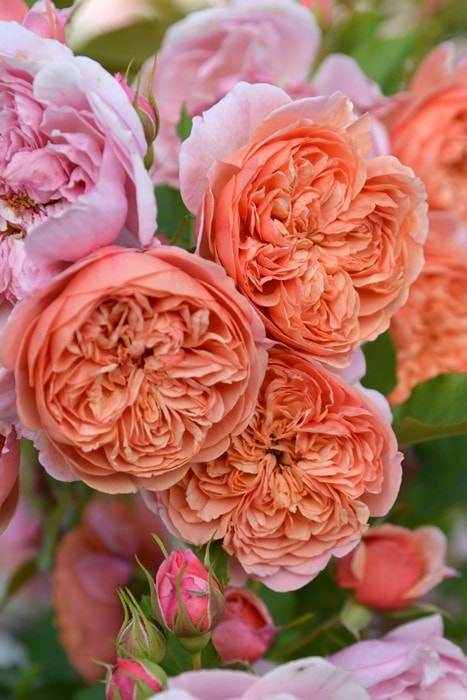 �Х��ġ����ġۥ��륯������ ���� 6��ȭ�����ʡ����ӿ建�� �ʼ���Ͽ�д���ϡ�J-RP��