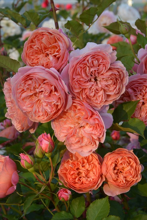 �Х��ġ����ġۥ��륯������ ���� 6��ȭ�����ʡ����ӿ建�� �ʼ���Ͽ�д���ϡ�J-RP��