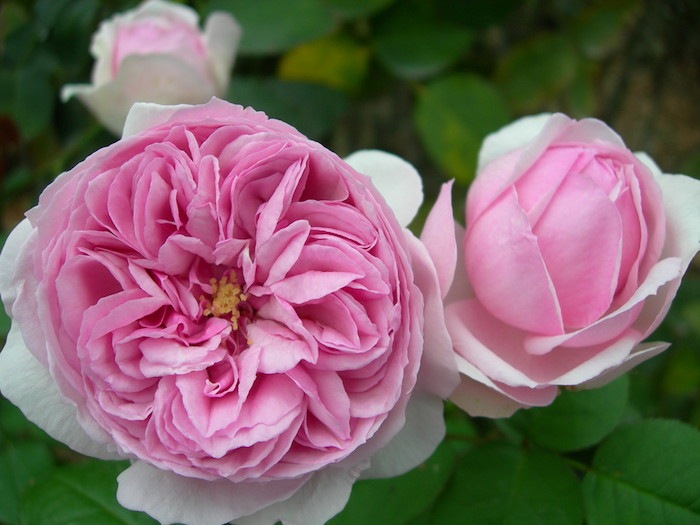 �����ġۥХ��� �ޥ��२��󥹥ȥ���� ���� 6��ȭ�����ʡ�J-OC20��